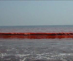 Red Tide spotted in Gansbaai